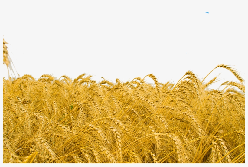 Wheat Field Png - High Resolution Wheat Field, transparent png #2372195