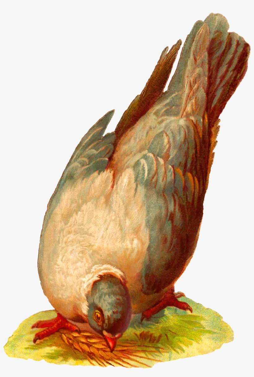 Pigeons Have A Special Place In My Heart - Pigeons And Doves, transparent png #2372299
