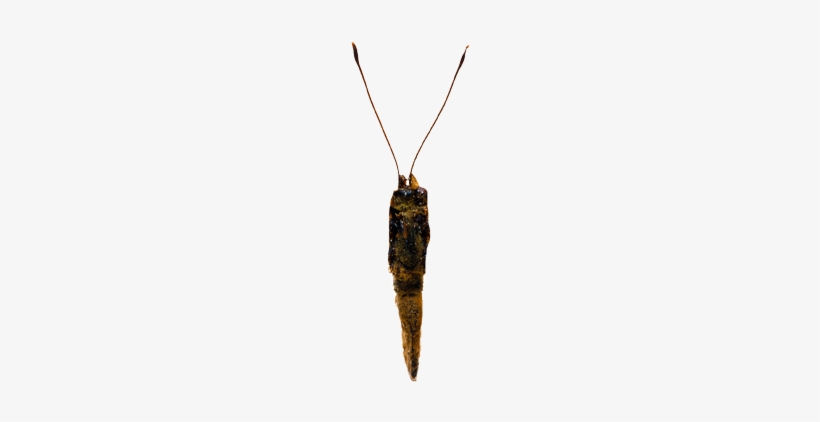 Sept 25-27, - Butterfly Body Png, transparent png #2372410