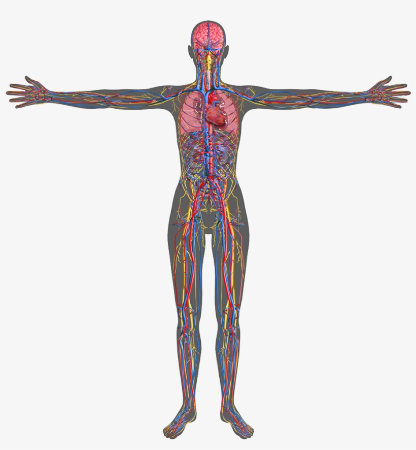 Body Science, transparent png #2372527