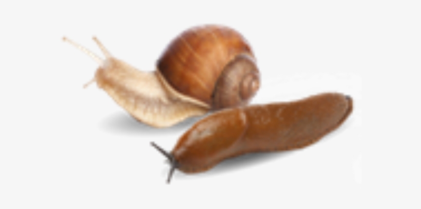 Wyevale Garden Centres See Green Slug Killer Sales - Horticulture Week, transparent png #2372762