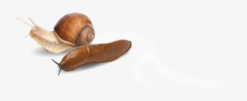 Grazers Slug Snail Trail - Snail, transparent png #2372766