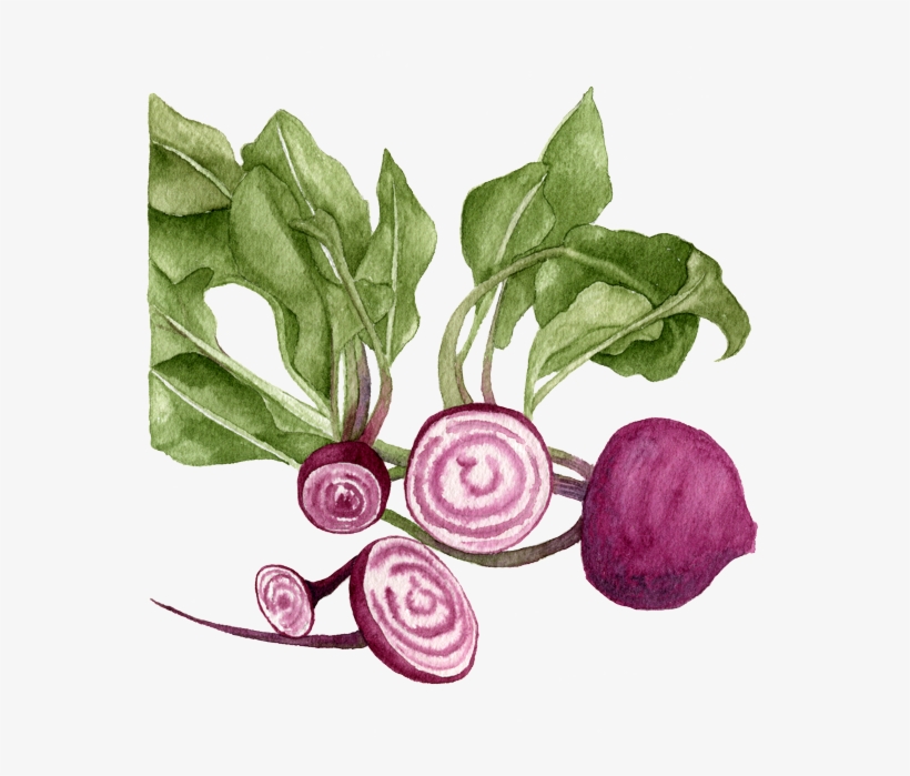 Chioggia-beets - Beetroot, transparent png #2373537