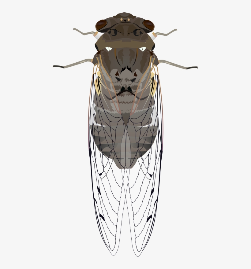 Insect Cicadoidea True Bugs Drawing Image File Formats - Cicada Clipart, transparent png #2374641