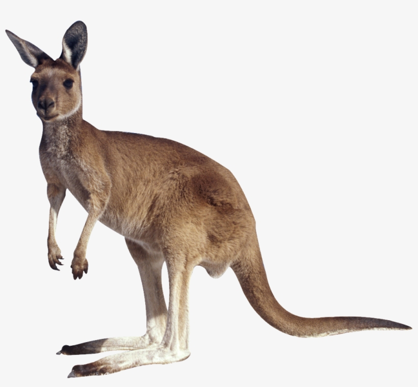 Kangaroo Png, transparent png #2374728