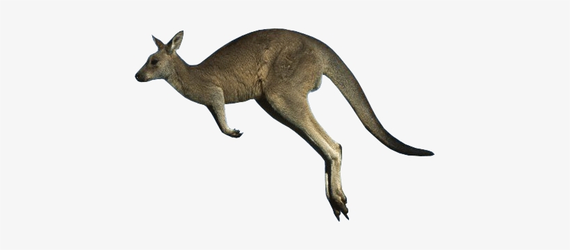 Kangaroo Png - Kangaroo, transparent png #2374735