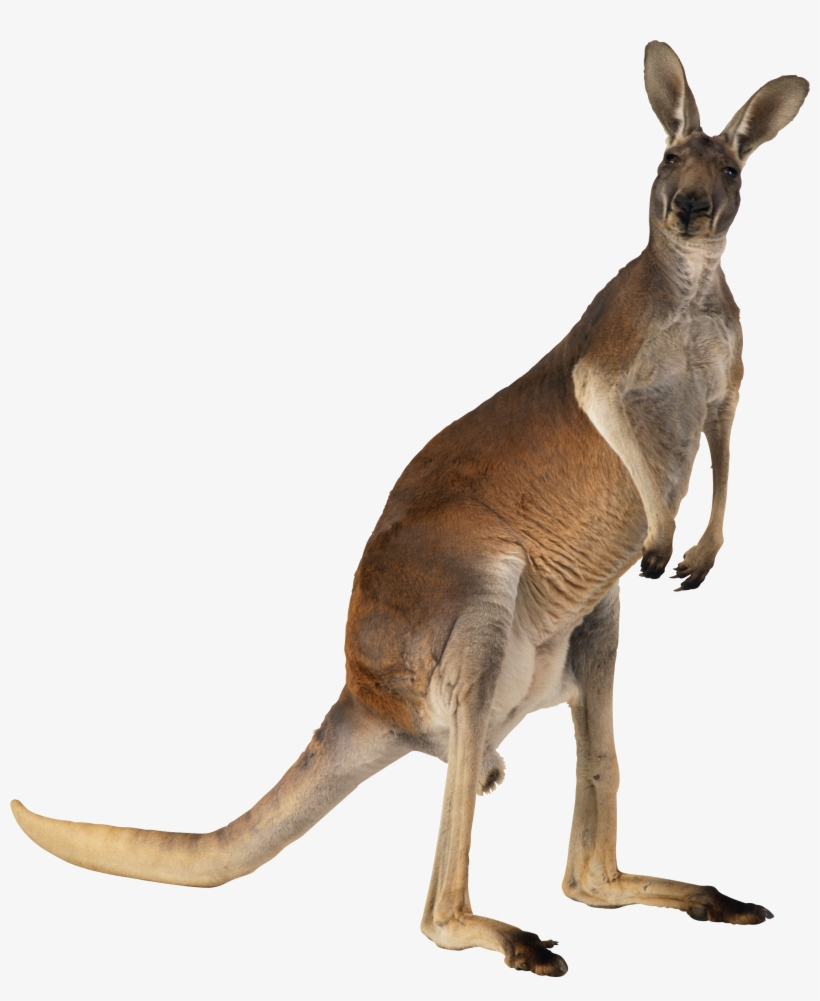 Kangaroo Png, transparent png #2374855