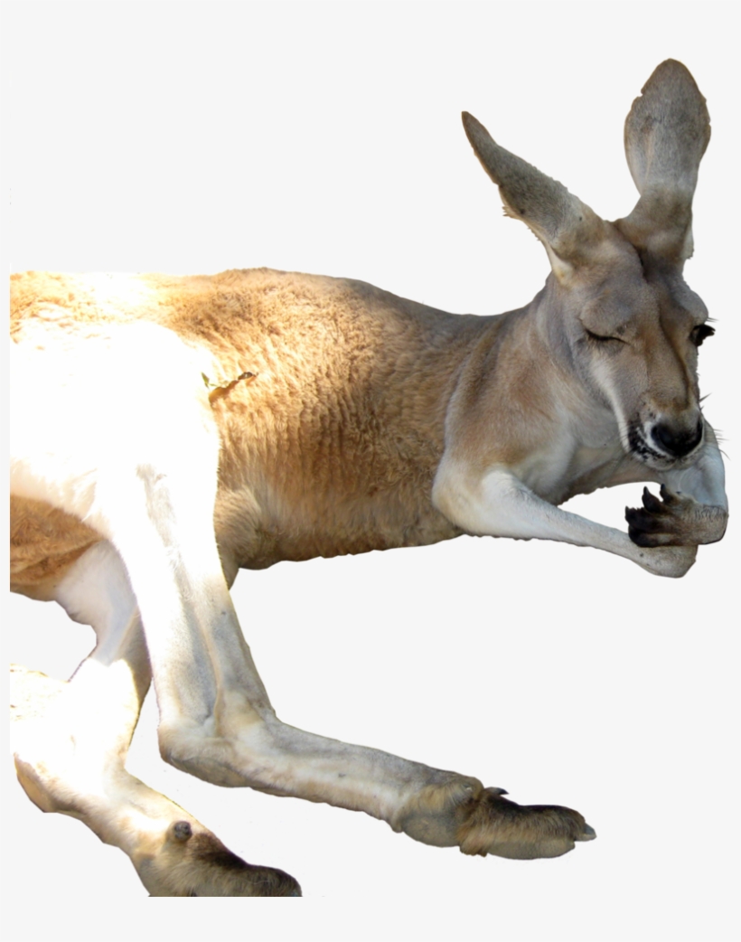 Kangaroo Png - Portable Network Graphics, transparent png #2374925