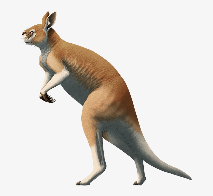 × - Procoptodon, transparent png #2374947