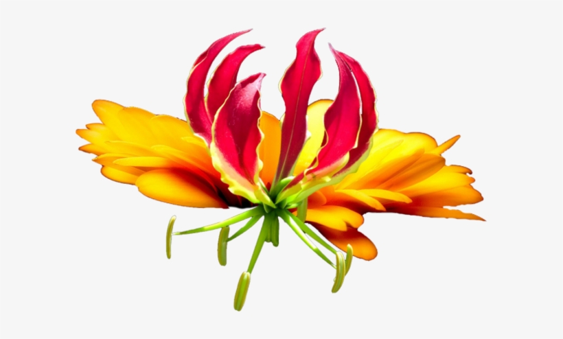 Tropical Flower, transparent png #2375011