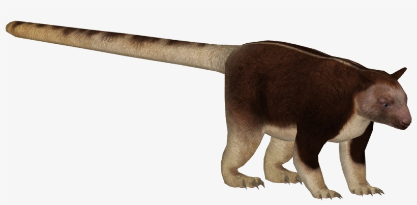Goodfellow's Tree Kangaroo - Giant Anteater, transparent png #2375087