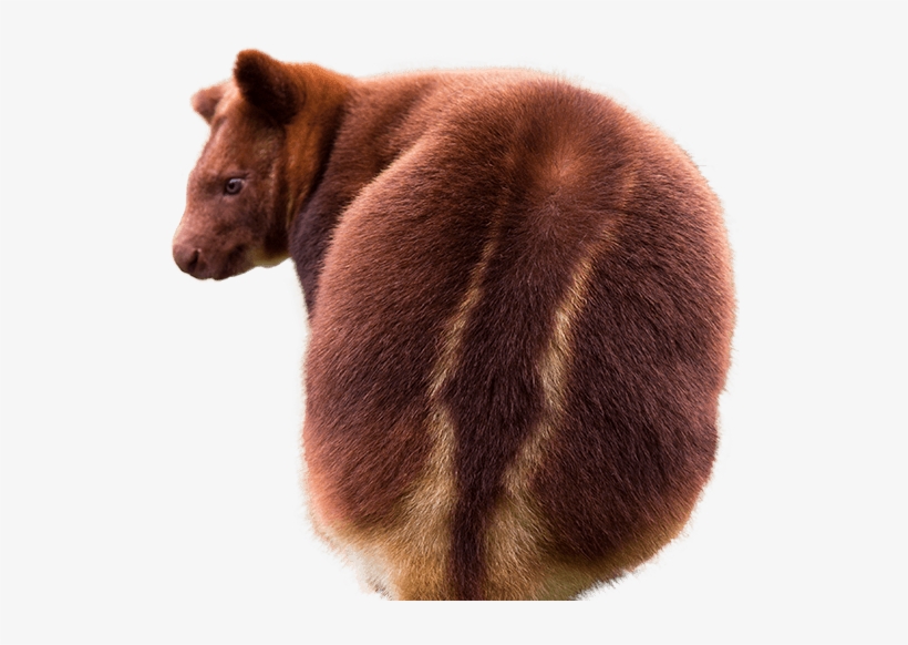 Tree Kangaroo Side Image - Tree Kangaroo Png, transparent png #2375131
