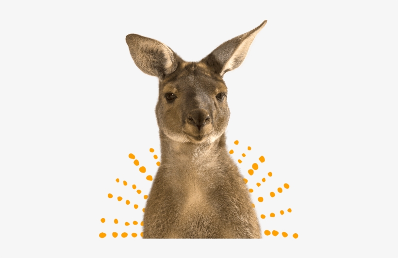 Kangaroo, transparent png #2375153