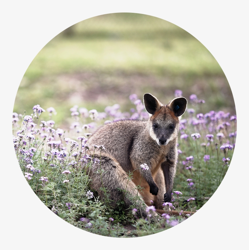 Kangaroo - Wallaby, transparent png #2375475