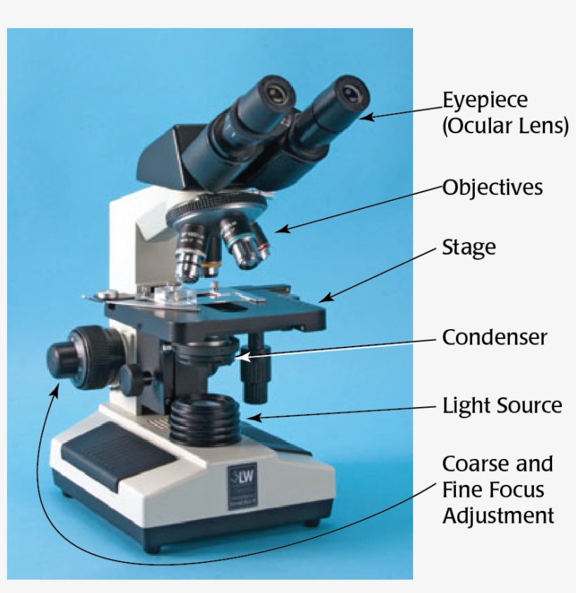 Labeled Microscope 2 Eyepiece Microscope Free Transparent PNG