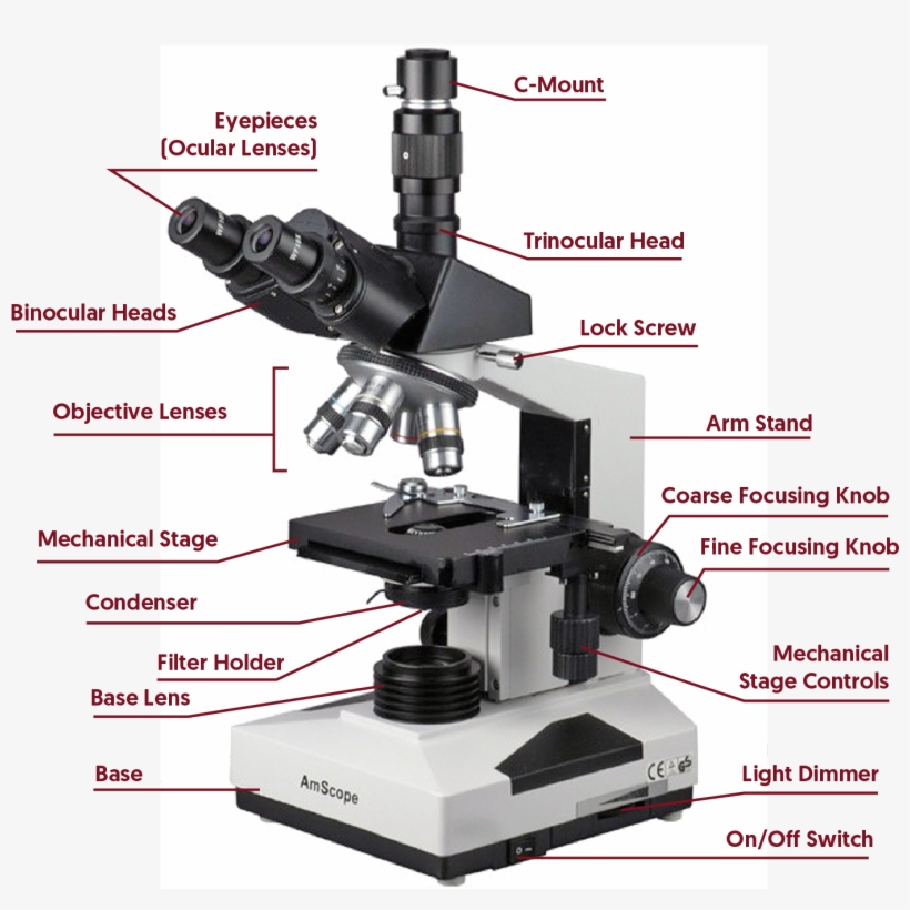 Compound Microscope - Inclination Joint In Microscope, transparent png #2376750