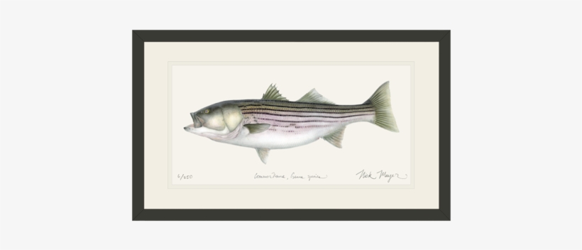 Striped Bass, 30 Lbs - Striped Bass Poster, transparent png #2380270