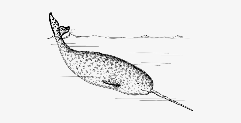 Arctic Mammal Narwhal Ocean Sea Tusk Whale - Narwhal Whale Wall Calendar, transparent png #2380388