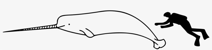 Narwhal Size - Narwhal Size To Human, transparent png #2380595
