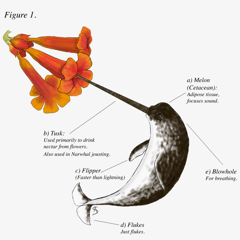 Narwhalscience - Portable Network Graphics, transparent png #2380768