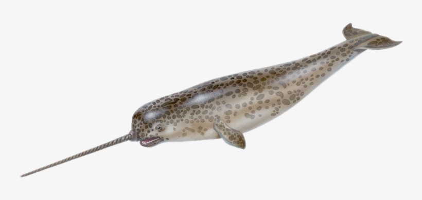 04 Natty Narwhal - Fish That Looks Like Unicorn, transparent png #2380895