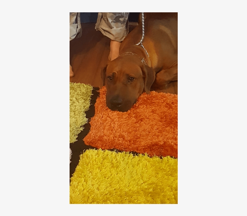 Photo Of Kuda - Companion Dog, transparent png #2382330