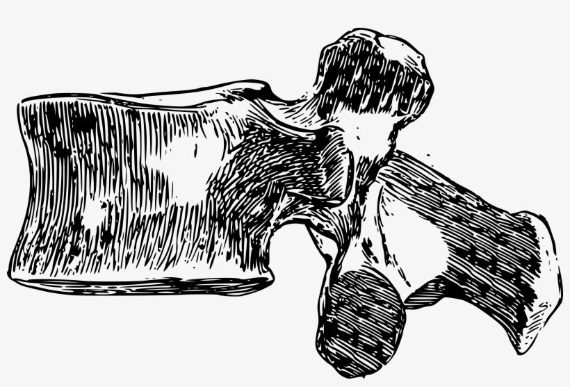 Clipart - Vertebra Clip Art, transparent png #2382770