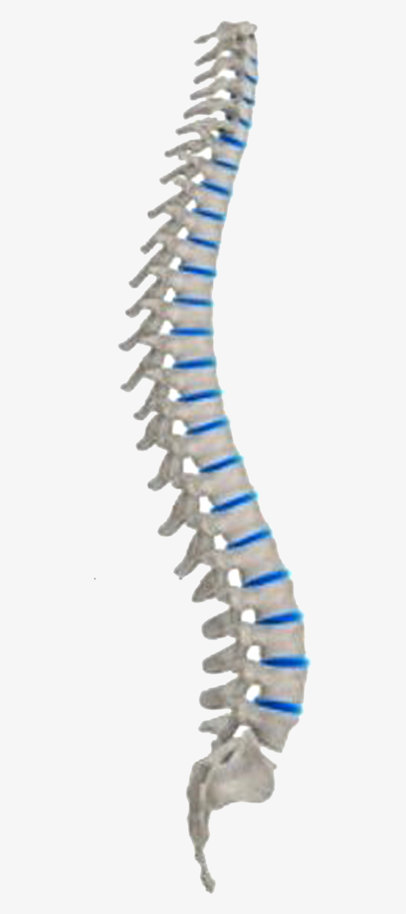Structure Of Spine - Human Spine Png, transparent png #2382771