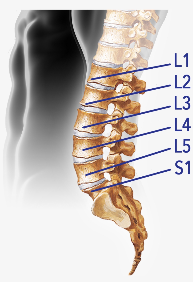 Spine-lumbar - Vertebral Column, transparent png #2382826