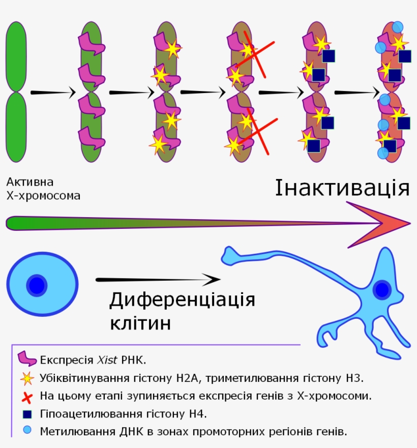X Chromosome Inactivation V3 - Lavender, transparent png #2382847