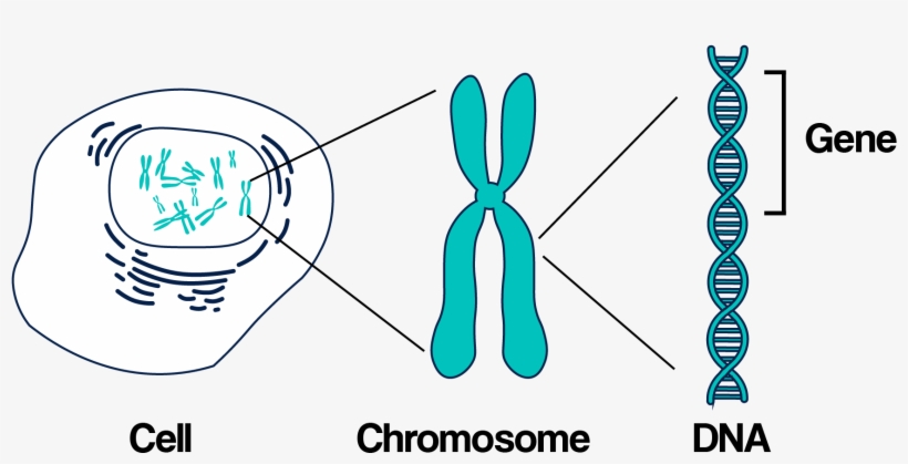 Dna, Chromosomes, And Genes - Genetics Inheritance, transparent png #2382959