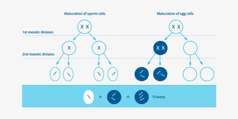 Schematic Figure Of A Chromosome Maldistribution In - Triple X Syndrome Cells, transparent png #2383079
