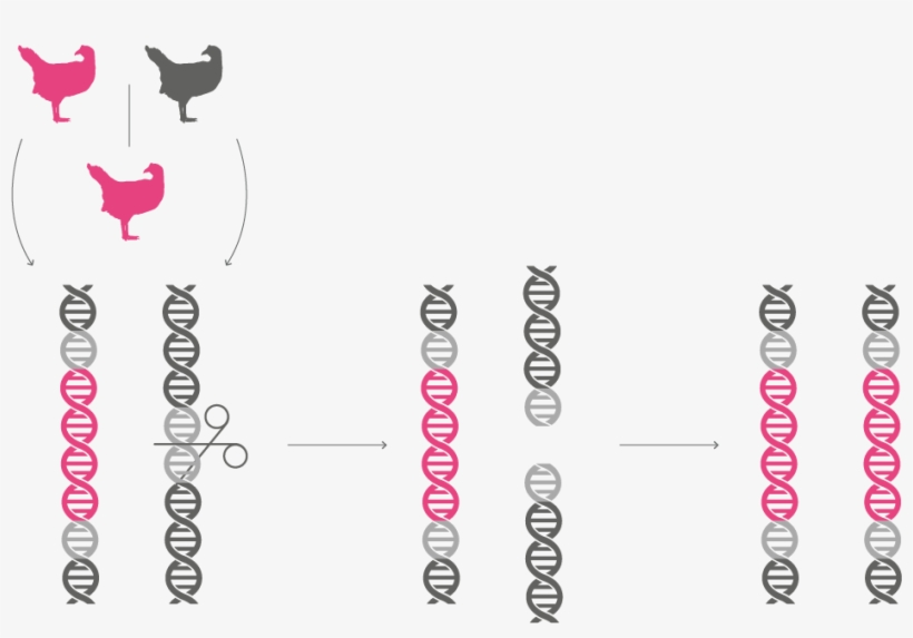 Genedrive-chromosome - Chromosome, transparent png #2383097