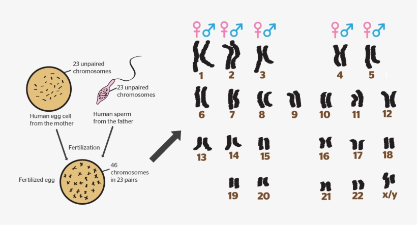 Updated 20 February - Chromosome, transparent png #2383144