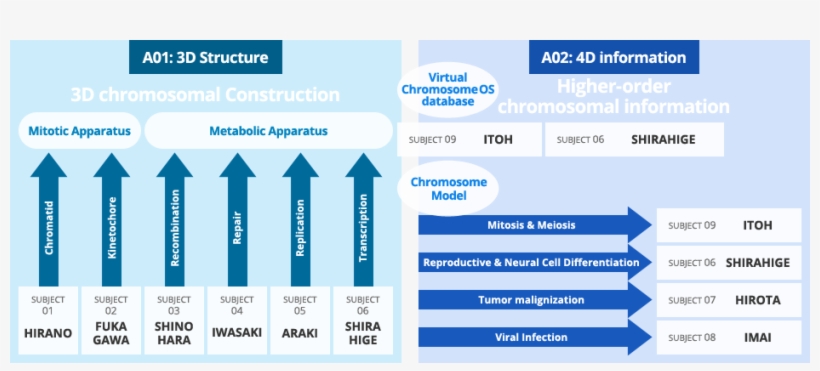 Chromosome Os - Web Page, transparent png #2383170