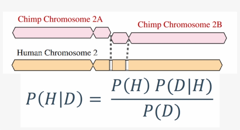 Yes, Human Chromosome 2 Fusion Really Is Evidence For - Bayes' Theorem, transparent png #2383187