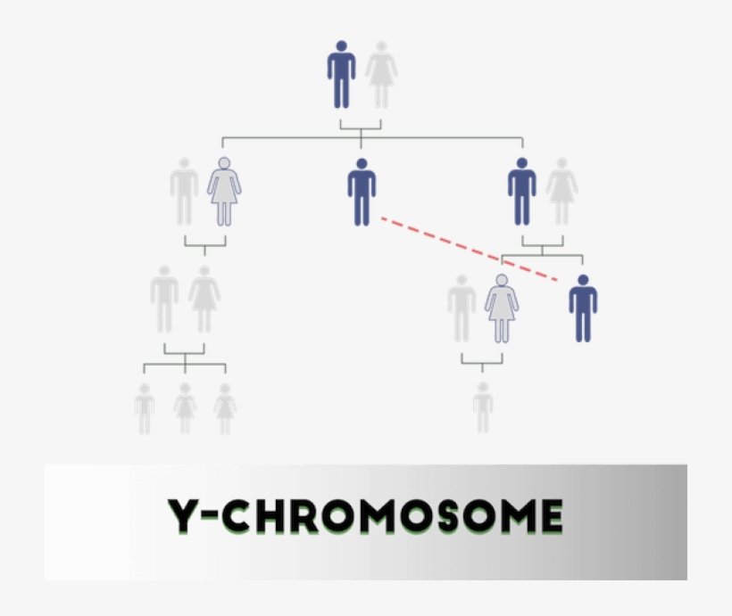 Y-chromosome Test - Diagram, transparent png #2383206
