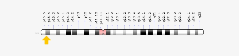 Related Information - Chromosome 11 Insulin Gene, transparent png #2383208