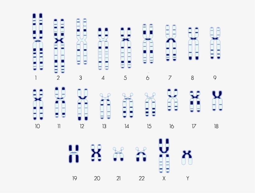 Search By Chromosome - Chromosome, transparent png #2383225