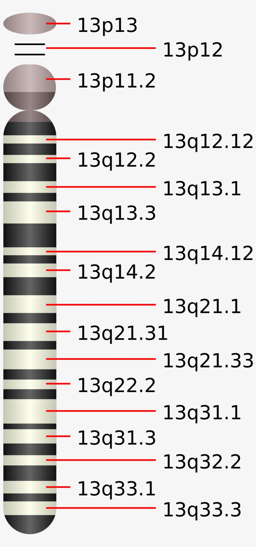 Open - Chromosome 13 Of Gene Slitrk1, transparent png #2383246