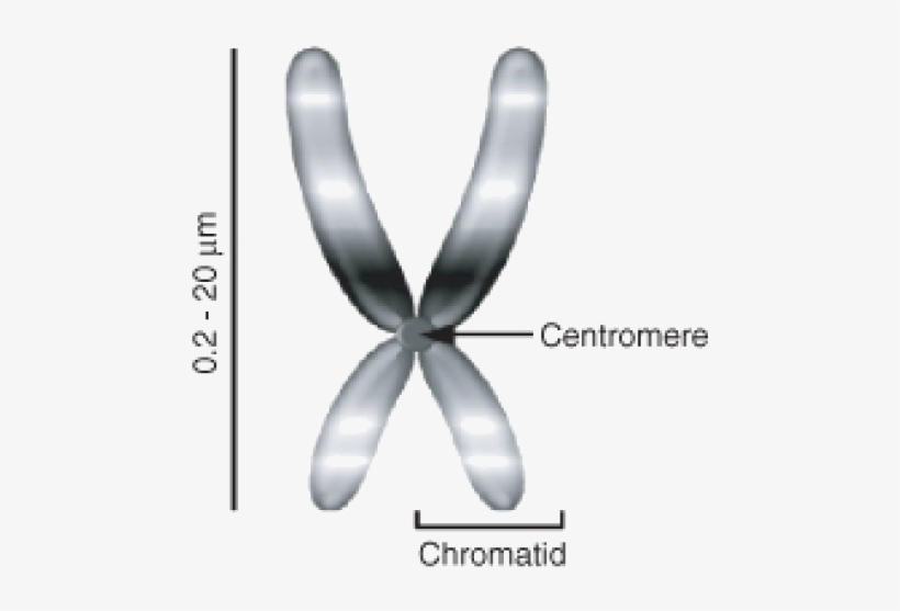 Eukaryotic Chromosomes, transparent png #2383265