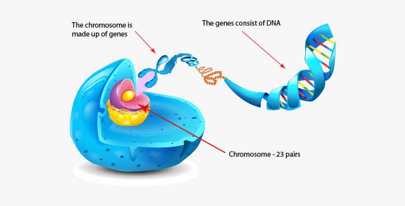 If You Think Of Genetics As The Book Of Life, Then - Gene Are Arranged On Chromosomes, transparent png #2383304