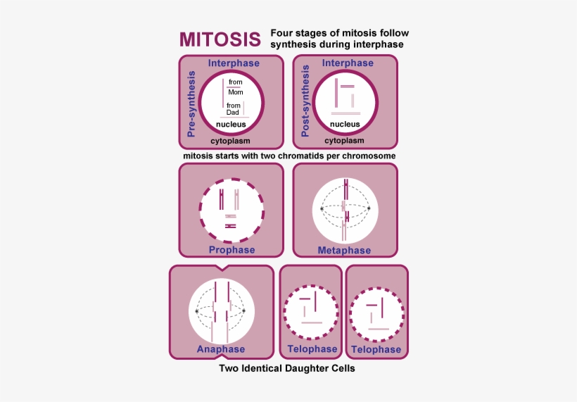 Mitosis Meiosis Review - Chromosomes Double During Interphase, transparent png #2383365