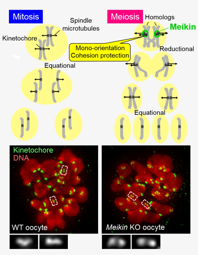 2015 Yoshinori Watanabe - Schematic Of Mitosis And Meiosis, transparent png #2383406