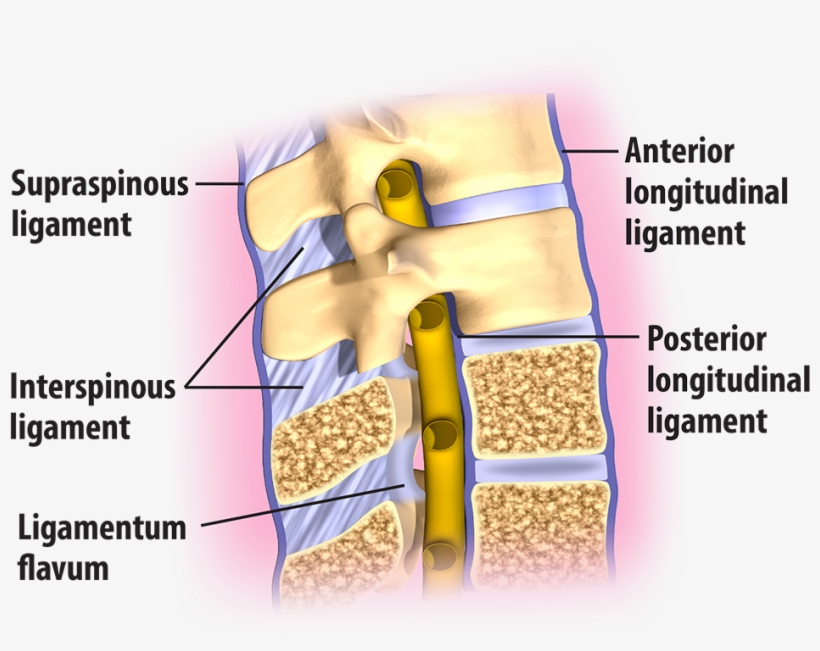 The Lumbar Spinal Ligaments - Diagram, transparent png #2383409