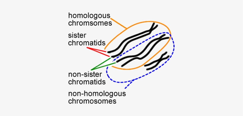 4 Relationships Between Chromosomes And Chromatids - Homologous And Nonhomologous Chromosome, transparent png #2383425
