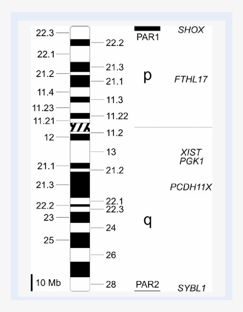 Human X Chromosome With G - Pseudoautosomal Region, transparent png #2383429