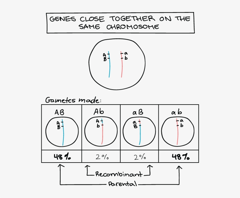 Diagram, transparent png #2383509