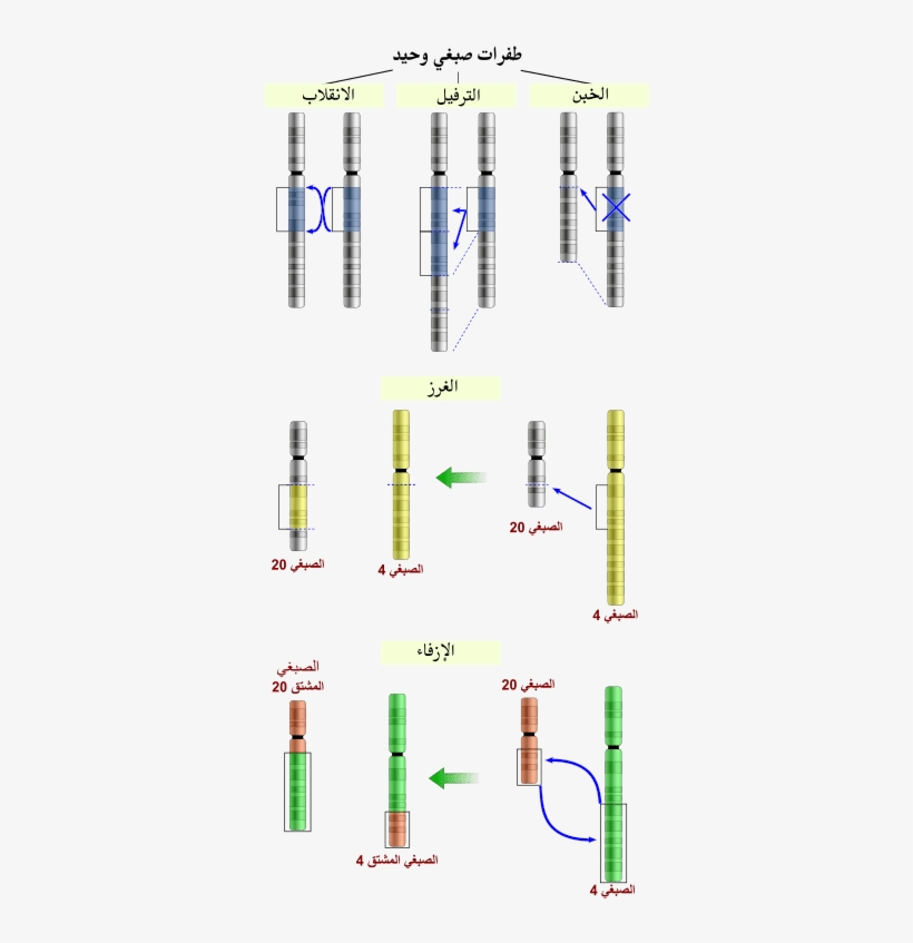 Chromosomal Mutations, transparent png #2383512