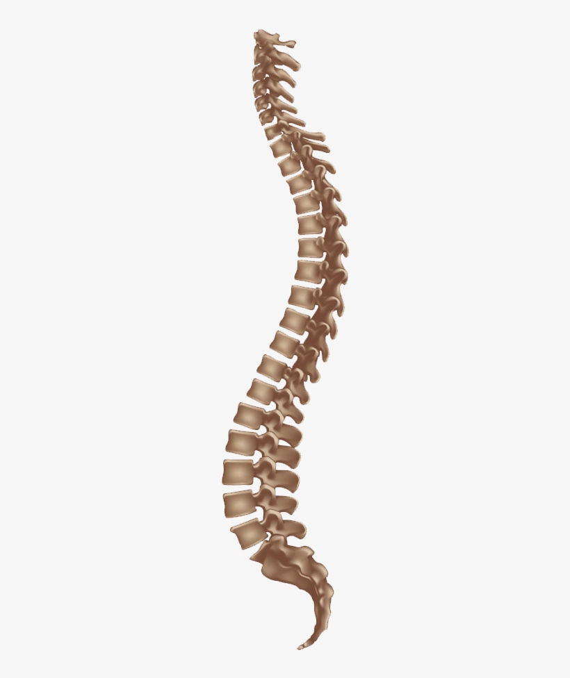 Spine Disorders Are Divided Into - 7 Und 8 Wirbel, transparent png #2383558